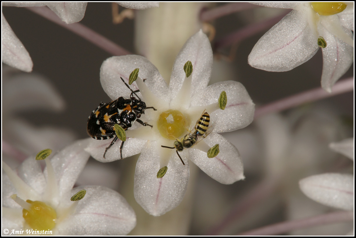 Hymenoptera d''Israele